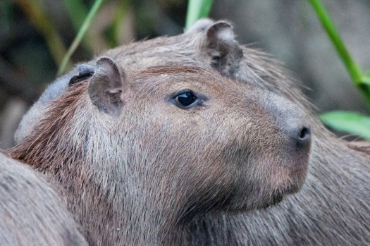 Capybara in Cuyabeno